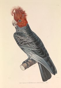 Le Callicéphale australien - Hyacinthe Yves Philippe (1781 1846) Potentien