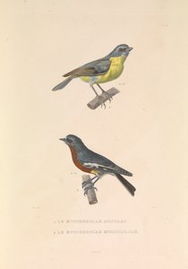 Le Moucherolle australien et le Moucherolle multicolore