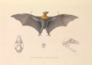 La tête grisonnante Rousette - Hyacinthe Yves Philippe (1781 1846) Potentien