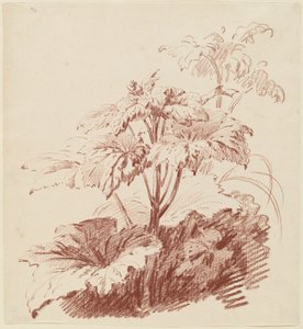 Plante à fleurs avec bourgeons - I Jean Baptiste Hüet