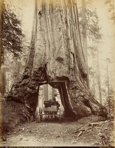 Section de "Wawona", 28 pieds de diamètre, 275 pieds de haut, Mariposa Grove