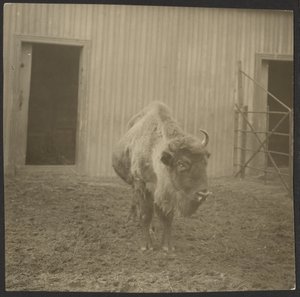 Bison