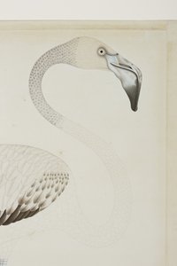 Un flamant rose, détail, c.1780