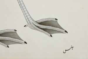 Un flamant rose, détail, c.1780 - Indian School