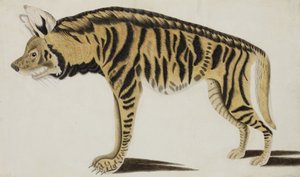 Hyène, après 1794 - Indian School