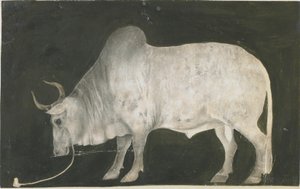 Taureau indien