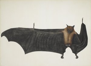 Renard volant indien également connu sous le nom de grande chauve-souris frugivore indienne; Pteropus Giganteus, vers 1800 (gravure colorée à la main) - Indian School