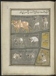 Labourer; creuser; transplanter du riz; récolter, 86 dessins reliés en un volume représentant des métiers et occupations au Cachemire, des artisans montrés au travail avec leurs outils et équipements, par un artiste du Cachemire, probablement à Srinagar, c