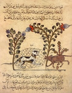 Le chat et le rat, miniature arabe de "Kalila va dimna"