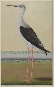 Oiseau aquatique dans un paysage, c.1780 - Indian School