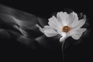  - Inna Karpova