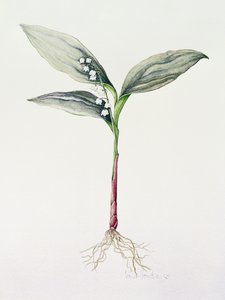 Muguet, 1995 - Iona Hordern