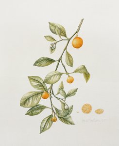 Orange ornementale, 1995