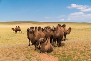 Chameaux de Bactriane dans le désert de Gobi méridional en Mongolie