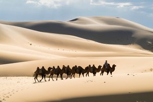 Caravane de chameaux de Bactriane dans les Khongoryn Els au parc national de Gobi Gurvansaikhan, 2016 (photo)