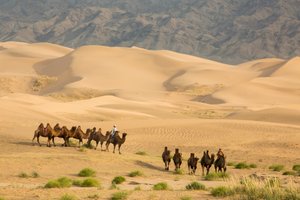Caravane de chameaux de Bactriane dans le désert de Gobi Sud, Mongolie, 2013