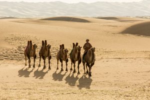 Caravane de chameaux de Bactriane dans le désert de Gobi méridional, Mongolie