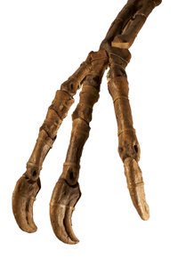 Le dinosaure mongol Deinocheirus, avec ses bras et griffes géants