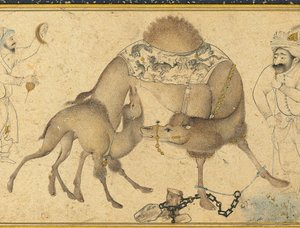 Une chamelle et son veau, Iran safavide