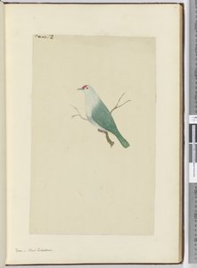 F.12 Colombe. Nouvelle-Calédonie, 1772-75 - Isaac Smith