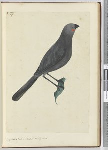 F.19 Grand oiseau à wattles, coucou. Nouvelle-Zélande, 1772-75