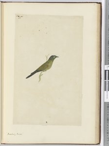 F.22 Oiseau moqueur, 1772-75