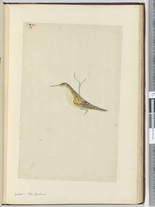 Coucou. Nouvelle-Zélande, 1772-75