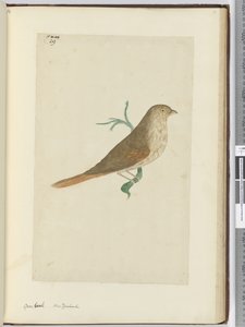 Gros-bec. Nouvelle-Zélande, 1772-75 - Isaac Smith