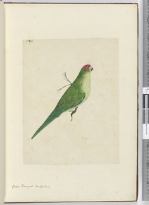 F.2 Perruche verte. Nouvelle-Zélande, 1772-75 - Isaac Smith