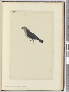 Un oiseau de Nouvelle-Zélande apprivoisé comme un rouge-gorge, 1772-75