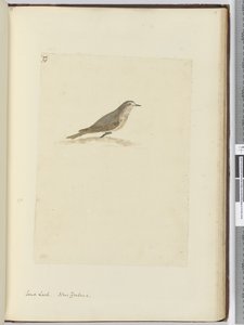 Alouette des sables. Nouvelle-Zélande, 1772-75 - Isaac Smith