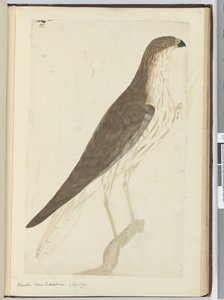 Faucon. Nouvelle-Calédonie. (Sept. 1774), 1772-75 - Isaac Smith
