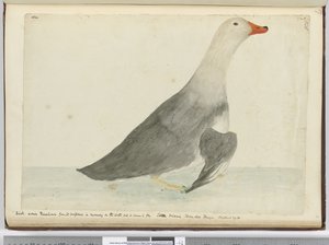Canard appelé Racehorse pour sa rapidité à courir sur l
