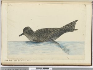 Pintado noir. Poulet de Mère Carey. Haute latitude sud, 1772-75