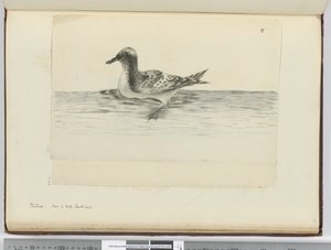 Pintado. Vu en haute latitude sud, 1772-75