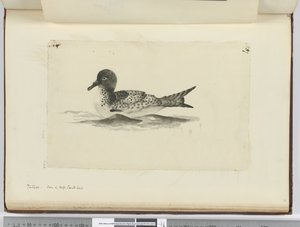 Pintado. Vu en haute latitude sud, 1772-75