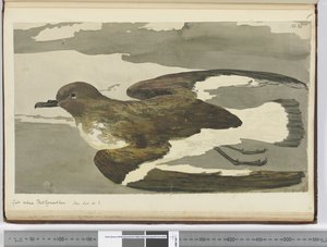 Goéland appelé poule de Port Egmont. Vu en lat. 50 S., 1772-75