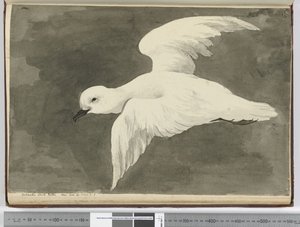 Pétrel blanc antarctique. Vu en lat. 60 à lat. 71 S., 1772-75