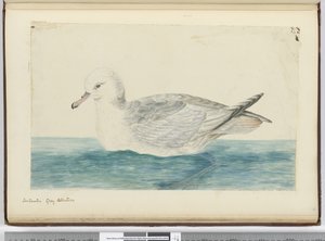 Albatros gris antarctique, 1772-75
