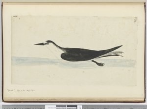Noddy. Vu en mer haute latitude sud, 1772-75
