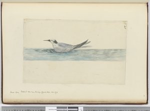 Petit pétrel gris (?) vu près du Cap de Bonne-Espérance. Oct. 1772, 1772-75