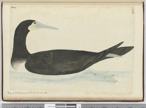 Cormoran de Nouvelle-Zélande qui fait son nid dans les arbres, 1772-75