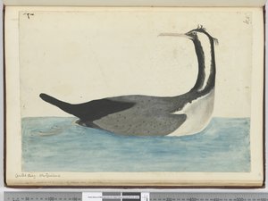 Cormoran huppé. Nouvelle-Zélande, 1772-75