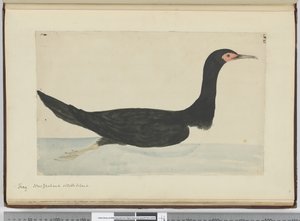 Cormoran. Nouvelle-Zélande et Île des États, 1772-75