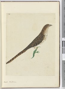 F.4 Faucon. Nouvelle-Zélande, 1772-75 - Isaac Smith