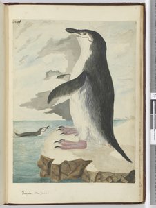 Pingouin. Nouvelle-Zélande, 1772-75
