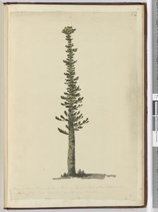 Type de pin épicéa sur l