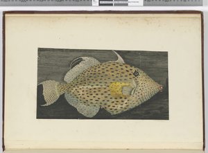 Un poisson appelé Vieille de S. Jago, 1772-75