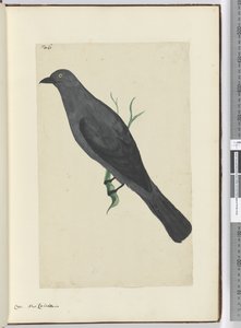 F.6 Corbeau. Nouvelle-Calédonie, 1772-75 - Isaac Smith