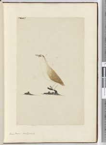 F.8 Petit pluvier. Nouvelle-Zélande, 1772-75 - Isaac Smith